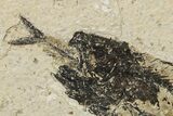Mioplosus Aspiration (Died Choking On Prey) Fossil - Wyoming #275198-1